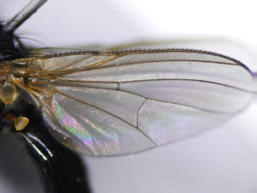 Fannia sp.
